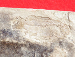 Fossil Cichlid, Middle Eocene, Mahenga, Tanzania Ref. MHG-10