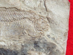 Fossil Cichlid, Middle Eocene, Mahenga, Tanzania Ref. MHG-10