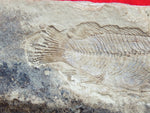 Fossil Cichlid, Middle Eocene, Mahenga, Tanzania Ref. MHG-10