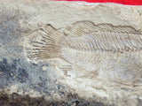 Fossil Cichlid, Middle Eocene, Mahenga, Tanzania Ref. MHG-10