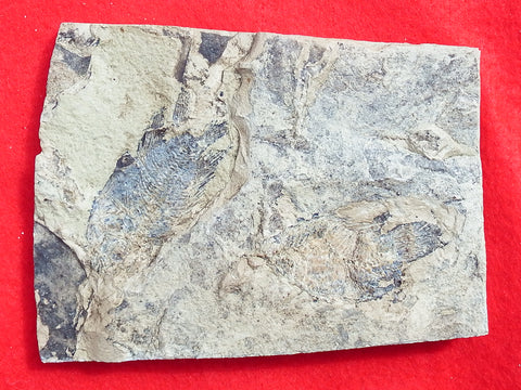 Fossil Cichlid, Middle Eocene, Mahenga, Tanzania Ref. MHG-11