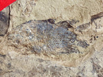 Fossil Cichlid, Middle Eocene, Mahenga, Tanzania Ref. MHG-11