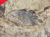 Fossil Cichlid, Middle Eocene, Mahenga, Tanzania Ref. MHG-11