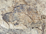 Fossil Cichlid, Middle Eocene, Mahenga, Tanzania Ref. MHG-11