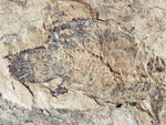 Fossil Cichlid, Middle Eocene, Mahenga, Tanzania Ref. MHG-11