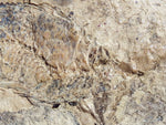 Fossil Cichlid, Middle Eocene, Mahenga, Tanzania Ref. MHG-11