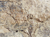 Fossil Cichlid, Middle Eocene, Mahenga, Tanzania Ref. MHG-11