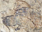 Fossil Cichlid, Middle Eocene, Mahenga, Tanzania Ref. MHG-11