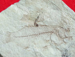 Fossil Cichlid, Middle Eocene, Mahenga, Tanzania Ref. MHG-12