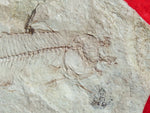 Fossil Cichlid, Middle Eocene, Mahenga, Tanzania Ref. MHG-12
