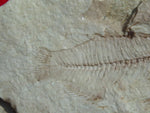 Fossil Cichlid, Middle Eocene, Mahenga, Tanzania Ref. MHG-12