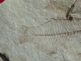 Fossil Cichlid, Middle Eocene, Mahenga, Tanzania Ref. MHG-12