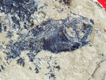 Fossil Cichlid, Middle Eocene, Mahenga, Tanzania Ref. MHG-13 - Reserved