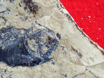 Fossil Cichlid, Middle Eocene, Mahenga, Tanzania Ref. MHG-13 - Reserved