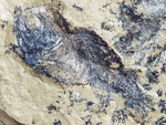 Fossil Cichlid, Middle Eocene, Mahenga, Tanzania Ref. MHG-13 - Reserved