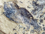 Fossil Cichlid, Middle Eocene, Mahenga, Tanzania Ref. MHG-13 - Reserved