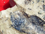 Fossil Cichlid, Middle Eocene, Mahenga, Tanzania Ref. MHG-13 - Reserved