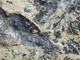 Fossil Cichlid, Middle Eocene, Mahenga, Tanzania Ref. MHG-13 - Reserved
