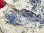 Fossil Cichlid, Middle Eocene, Mahenga, Tanzania Ref. MHG-13 - Reserved