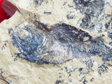 Fossil Cichlid, Middle Eocene, Mahenga, Tanzania Ref. MHG-13 - Reserved