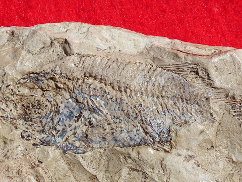 Fossil Cichlid, Middle Eocene, Mahenga, Tanzania Ref. MHG-1