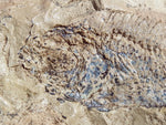 Fossil Cichlid, Middle Eocene, Mahenga, Tanzania Ref. MHG-1