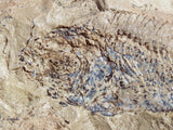 Fossil Cichlid, Middle Eocene, Mahenga, Tanzania Ref. MHG-1