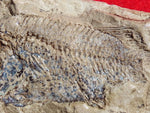 Fossil Cichlid, Middle Eocene, Mahenga, Tanzania Ref. MHG-1
