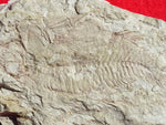 Fossil Cichlid, Middle Eocene, Mahenga, Tanzania Ref. MHG-2
