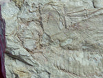 Fossil Cichlid, Middle Eocene, Mahenga, Tanzania Ref. MHG-2