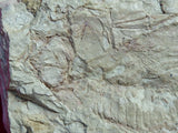 Fossil Cichlid, Middle Eocene, Mahenga, Tanzania Ref. MHG-2
