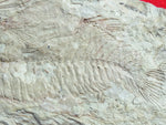 Fossil Cichlid, Middle Eocene, Mahenga, Tanzania Ref. MHG-2