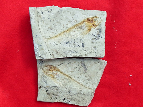 Fossil Cichlid, Middle Eocene, Mahenga, Tanzania Ref. MHG-3 --Reserved
