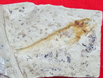 Fossil Cichlid, Middle Eocene, Mahenga, Tanzania Ref. MHG-3 --Reserved