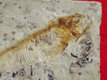 Fossil Cichlid, Middle Eocene, Mahenga, Tanzania Ref. MHG-3 --Reserved