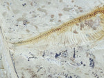 Fossil Cichlid, Middle Eocene, Mahenga, Tanzania Ref. MHG-3 --Reserved