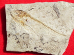 Fossil Cichlid, Middle Eocene, Mahenga, Tanzania Ref. MHG-3 --Reserved