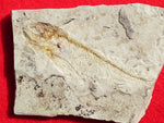 Fossil Cichlid, Middle Eocene, Mahenga, Tanzania Ref. MHG-3 --Reserved
