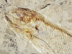 Fossil Cichlid, Middle Eocene, Mahenga, Tanzania Ref. MHG-3 --Reserved