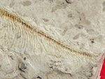 Fossil Cichlid, Middle Eocene, Mahenga, Tanzania Ref. MHG-3 --Reserved