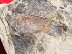 Fossil Cichlid, Middle Eocene, Mahenga, Tanzania Ref. MHG-5