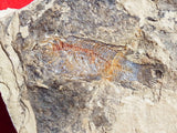 Fossil Cichlid, Middle Eocene, Mahenga, Tanzania Ref. MHG-5