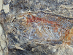 Fossil Cichlid, Middle Eocene, Mahenga, Tanzania Ref. MHG-5