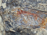 Fossil Cichlid, Middle Eocene, Mahenga, Tanzania Ref. MHG-5