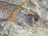 Fossil Cichlid, Middle Eocene, Mahenga, Tanzania Ref. MHG-5
