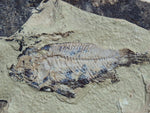 Fossil Cichlid, Middle Eocene, Mahenga, Tanzania Ref. MHG-6 -