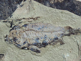 Fossil Cichlid, Middle Eocene, Mahenga, Tanzania Ref. MHG-6 -