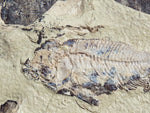 Fossil Cichlid, Middle Eocene, Mahenga, Tanzania Ref. MHG-6 -