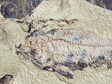 Fossil Cichlid, Middle Eocene, Mahenga, Tanzania Ref. MHG-6 -