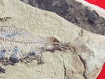 Fossil Cichlid, Middle Eocene, Mahenga, Tanzania Ref. MHG-6 -